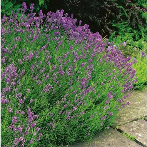 Lavendula Angustifolia Munstead 15 pack