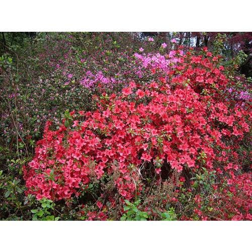 Rhododendron ‘Scarlet Wonder’